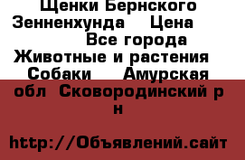 Щенки Бернского Зенненхунда  › Цена ­ 40 000 - Все города Животные и растения » Собаки   . Амурская обл.,Сковородинский р-н